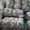 Frischer Knoblauch 1 kg Netzbeutel 10 kg Karton